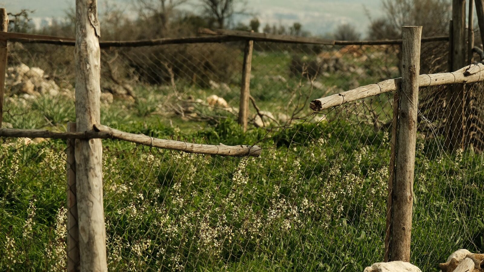 Old timber posts and wire netting on a rural fence line through long spring grass