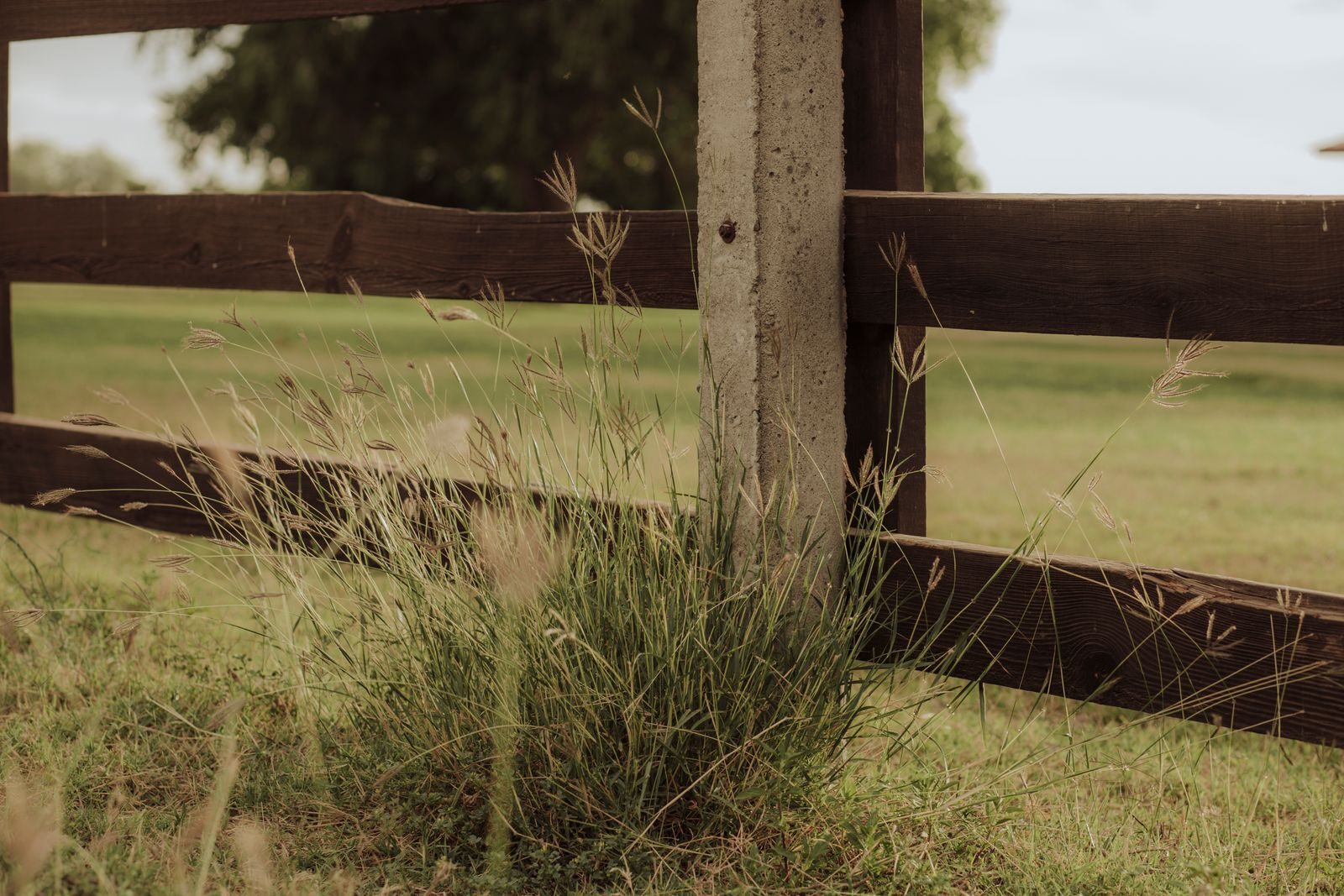 Stained timber post-and-rail fence bordering a green paddock