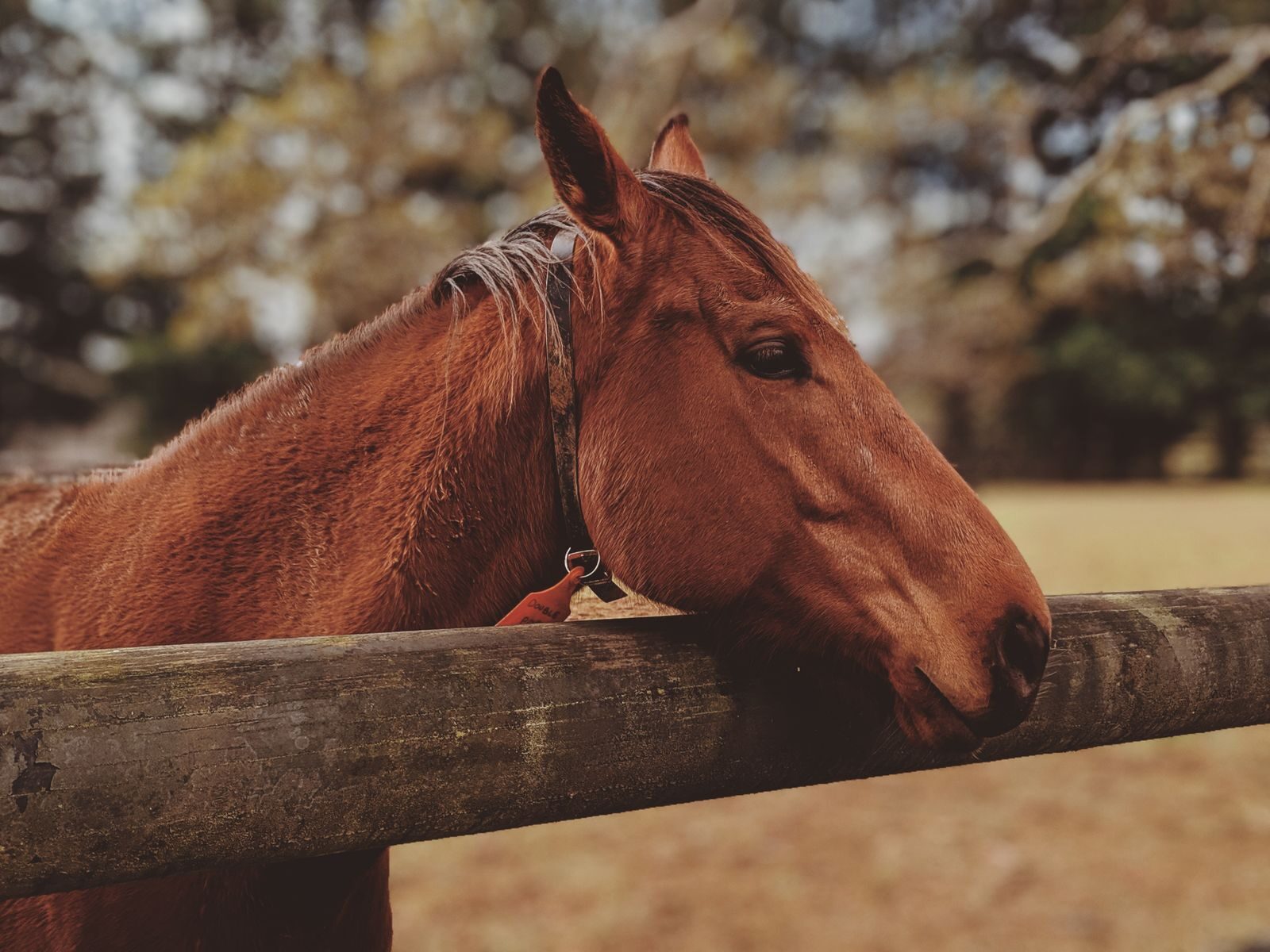 Horse resting its head over a timber rail fence in a paddock