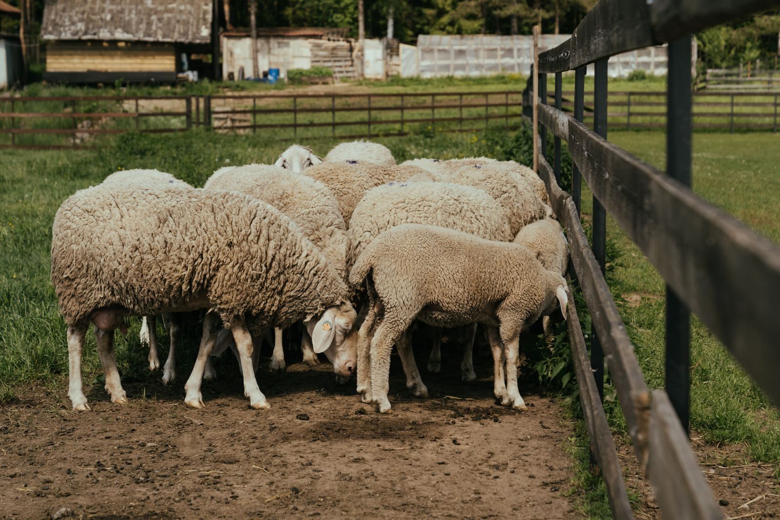 Sheep in a paddock behind a solid timber farm fence